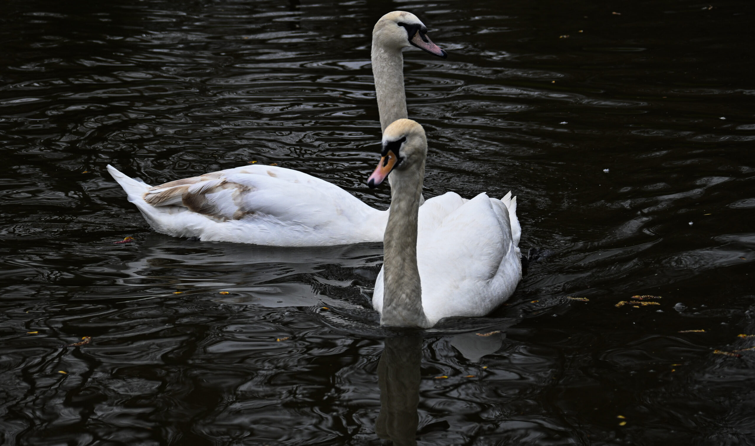 A Tale of Two Swans