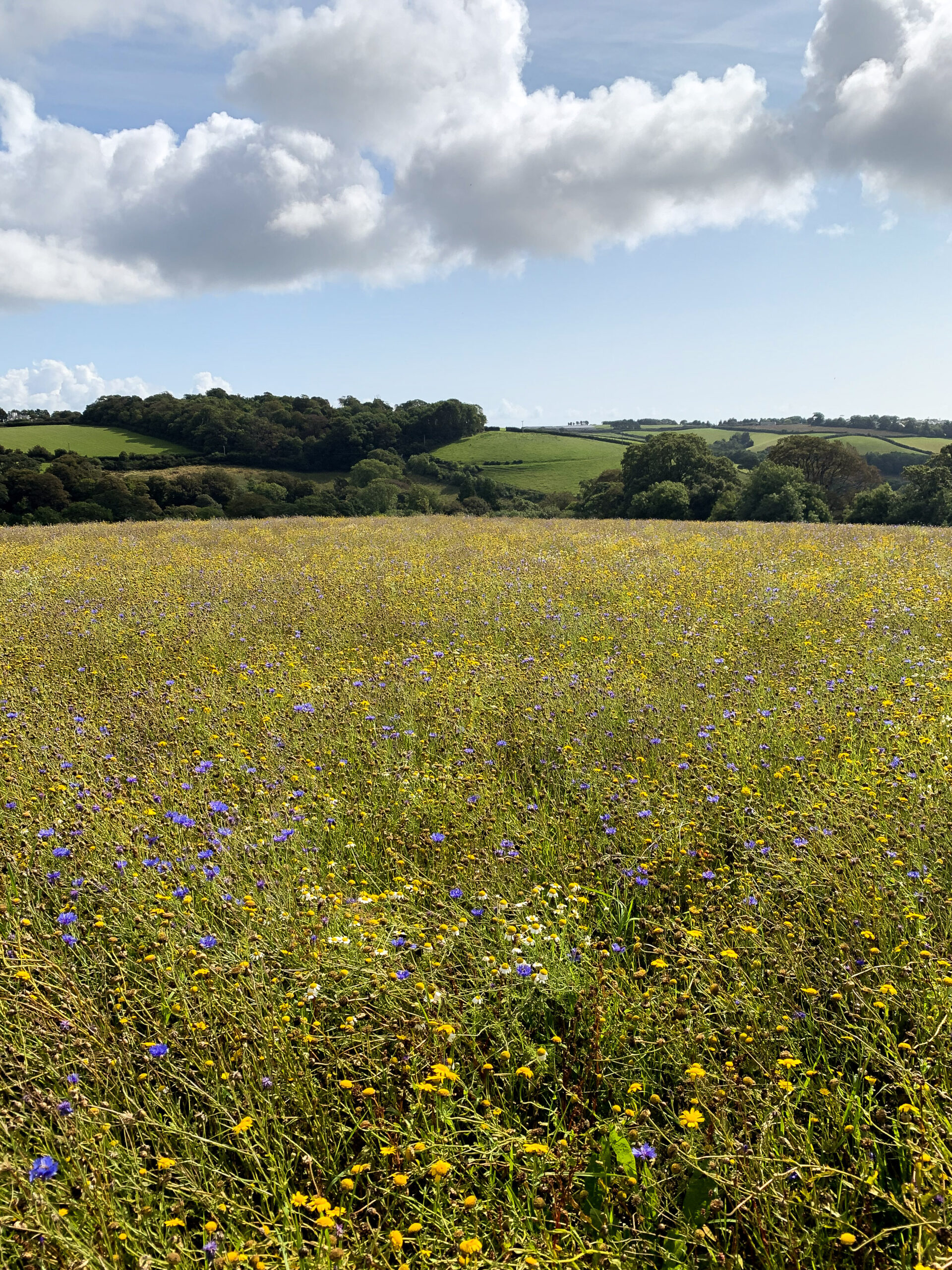 A Whimsical Escape: Egmanton Nottinghamshire, Where Time Slows Down
