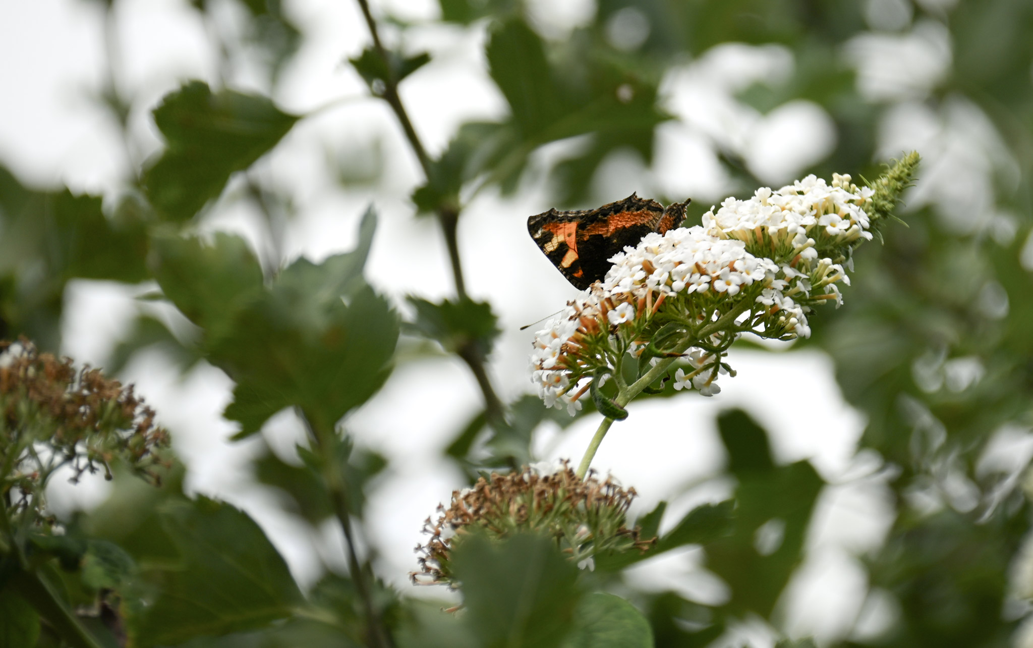 The Small Tortoiseshell: A Delightful Butterfly of the Wild